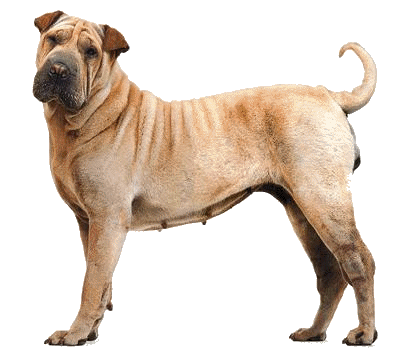 animiertes-shar-pei-bild-0012