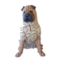 animiertes-shar-pei-bild-0022