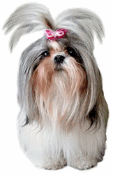 animiertes-shih-tzu-bild-0009