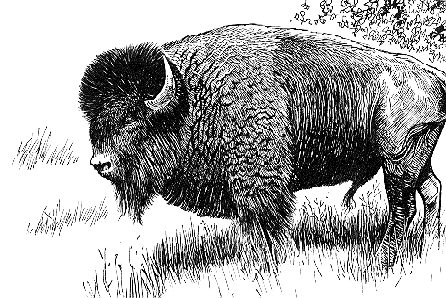 animiertes-bison-bild-0012