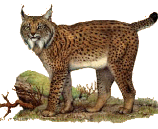 animiertes-luchs-bild-0008