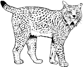 animiertes-luchs-bild-0016