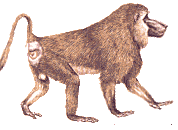 animiertes-affen-bild-0147