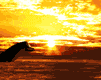 animiertes-delfine-bild-0062