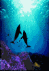 animiertes-delfine-bild-0077