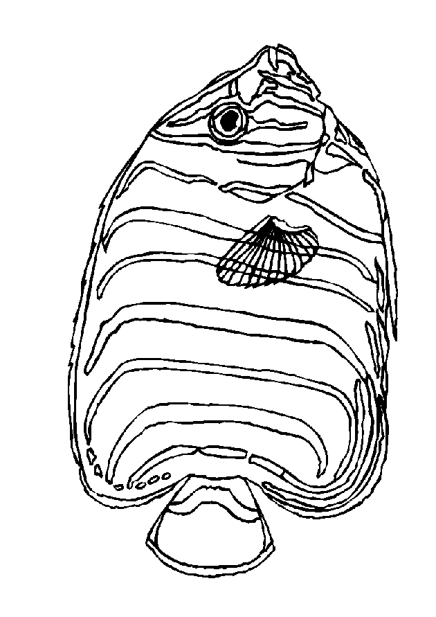animiertes-fisch-ausmalbild-malvorlage-bild-0009
