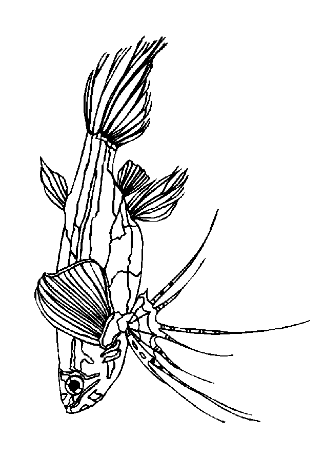 animiertes-fisch-ausmalbild-malvorlage-bild-0014