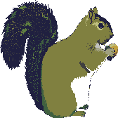 animiertes-eichhoernchen-bild-0062