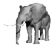 animiertes-elefant-bild-0184