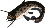 animiertes-fische-bild-0131