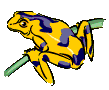 animiertes-frosch-bild-0001