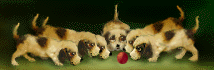 animiertes-hund-bild-0288