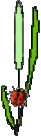 animiertes-kaefer-bild-0014