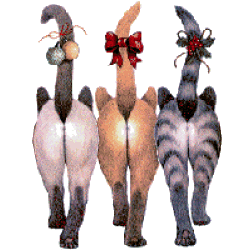 animiertes-katze-bild-0460