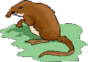 animiertes-maus-bild-0126