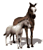 animiertes-pferd-bild-0020