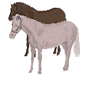 animiertes-pferd-bild-0061