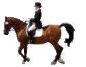 animiertes-pferd-bild-0352