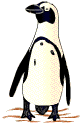 animiertes-pinguin-bild-0158