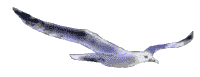 animiertes-vogel-bild-0253
