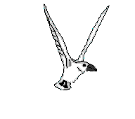 animiertes-vogel-bild-0457