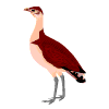 animiertes-vogel-bild-0584
