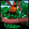 animiertes-vogel-bild-0591