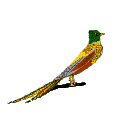 animiertes-vogel-bild-0626