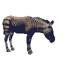 animiertes-zebra-bild-0001