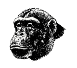 animiertes-schimpanse-bild-0011