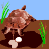 animiertes-schildkroeten-bild-0141