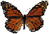 animiertes-schmetterling-bild-0133