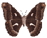 animiertes-schmetterling-bild-0160