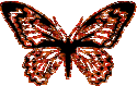 animiertes-schmetterling-bild-0170