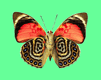 animiertes-schmetterling-bild-0174