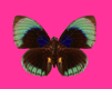 animiertes-schmetterling-bild-0176