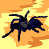 animiertes-spinne-bild-0148