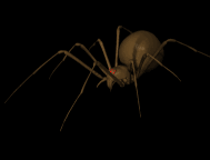 animiertes-spinne-bild-0172