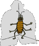 animiertes-insekten-bild-0091