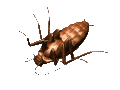 animiertes-insekten-bild-0141