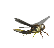 animiertes-insekten-bild-0150