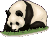 animiertes-panda-bild-0020