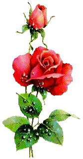 animiertes-rose-bild-0043