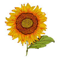 animiertes-sonnenblume-bild-0031