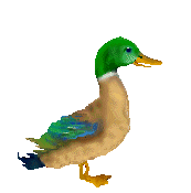animiertes-ente-bild-0035