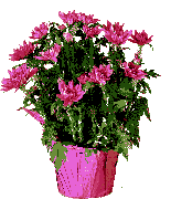 animiertes-blumen-bild-0043