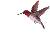 animiertes-kolibri-bild-0023