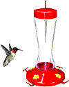 animiertes-kolibri-bild-0035