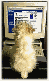 animiertes-computer-bild-0355