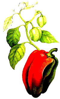 animiertes-paprika-bild-0024